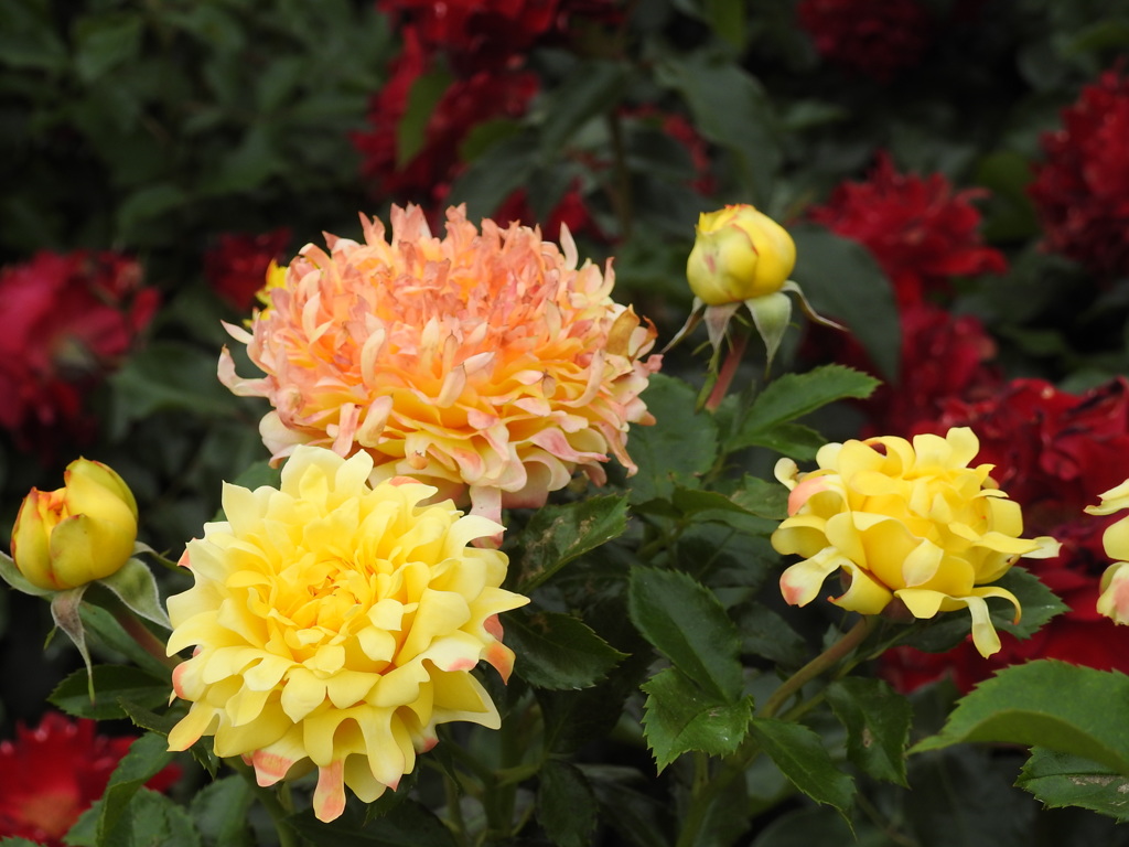 薔薇ｰ14