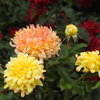 薔薇ｰ14