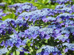 紫陽花15