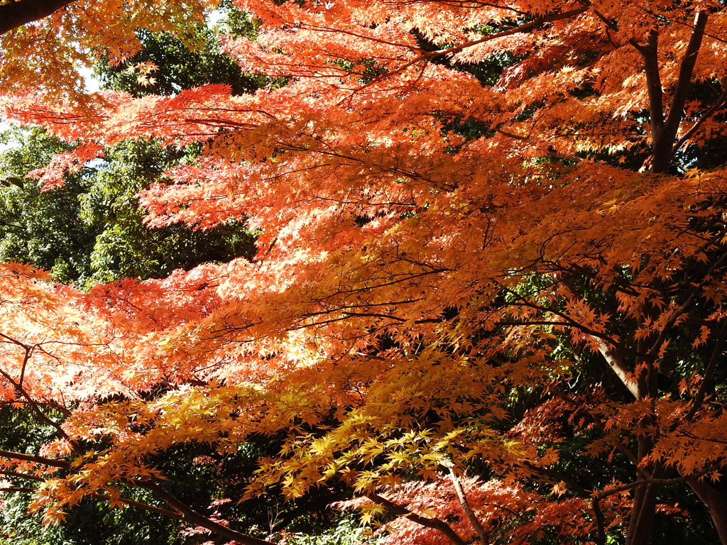 紅葉-9(唐沢山)