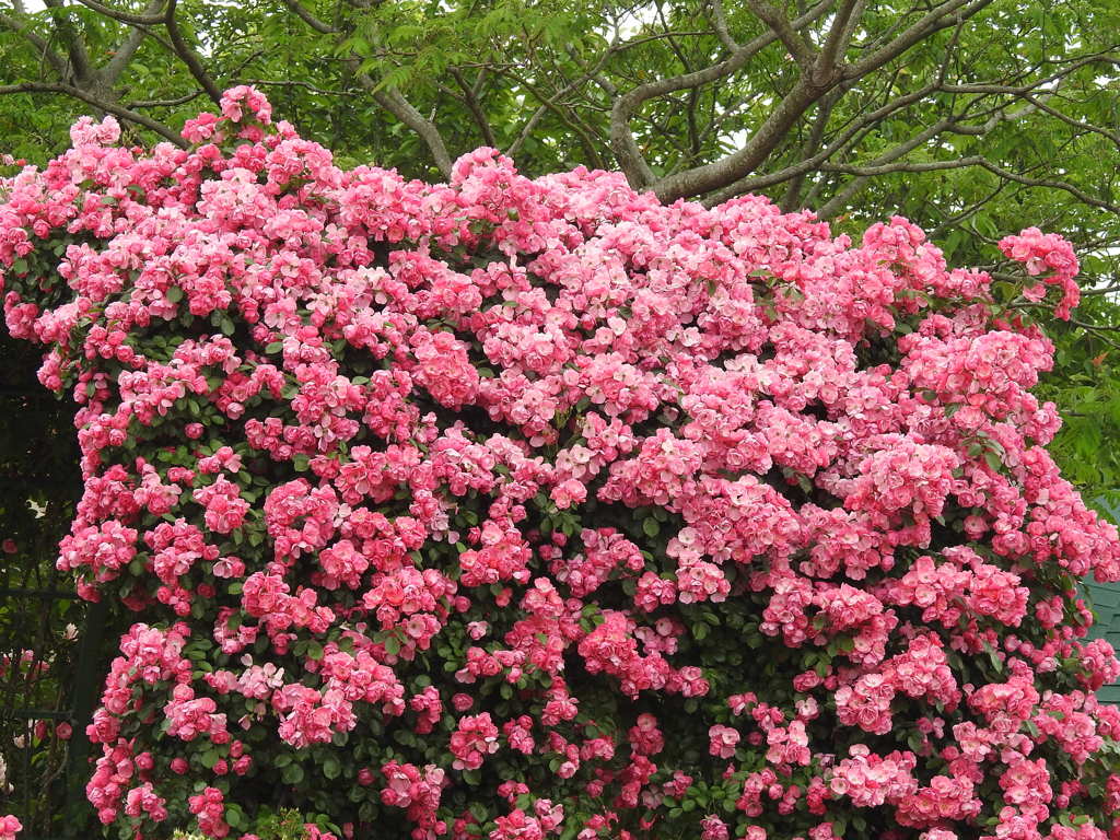 薔薇ｰ10