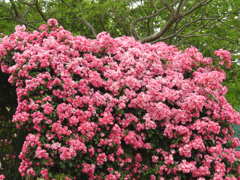 薔薇ｰ10