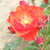 DSCN3303