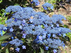 紫陽花ｰ4