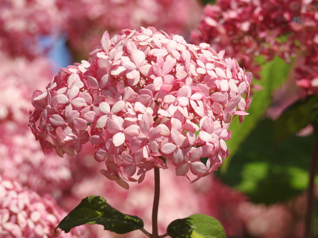紫陽花ｰ11