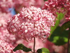 紫陽花ｰ11