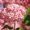 紫陽花ｰ11