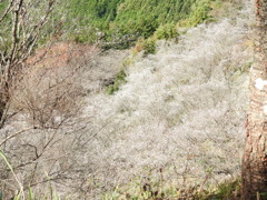 冬桜ｰ8
