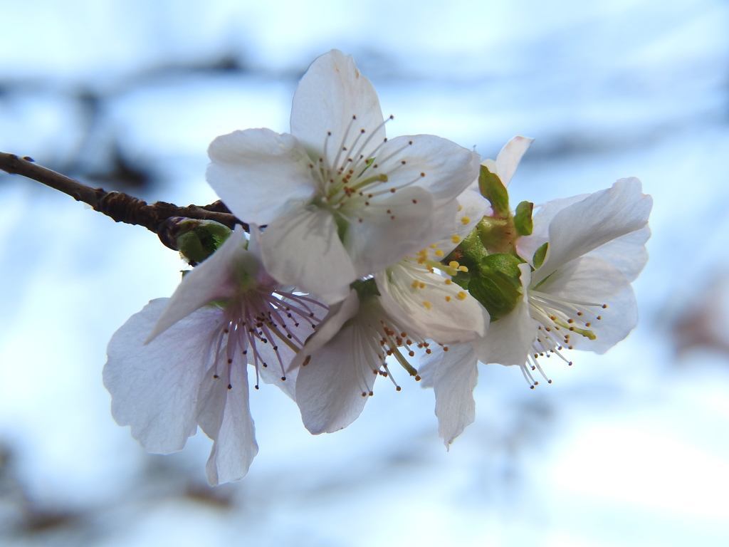 冬桜ｰ6