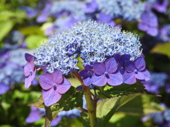 紫陽花ｰ16