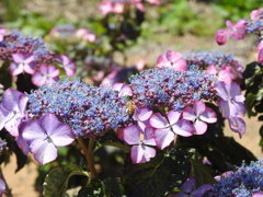 紫陽花ｰ6