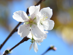冬桜ｰ3