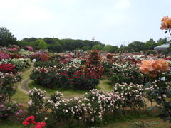 薔薇ｰ6