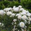 DSCN2820