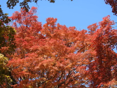 紅葉-6(唐沢山)