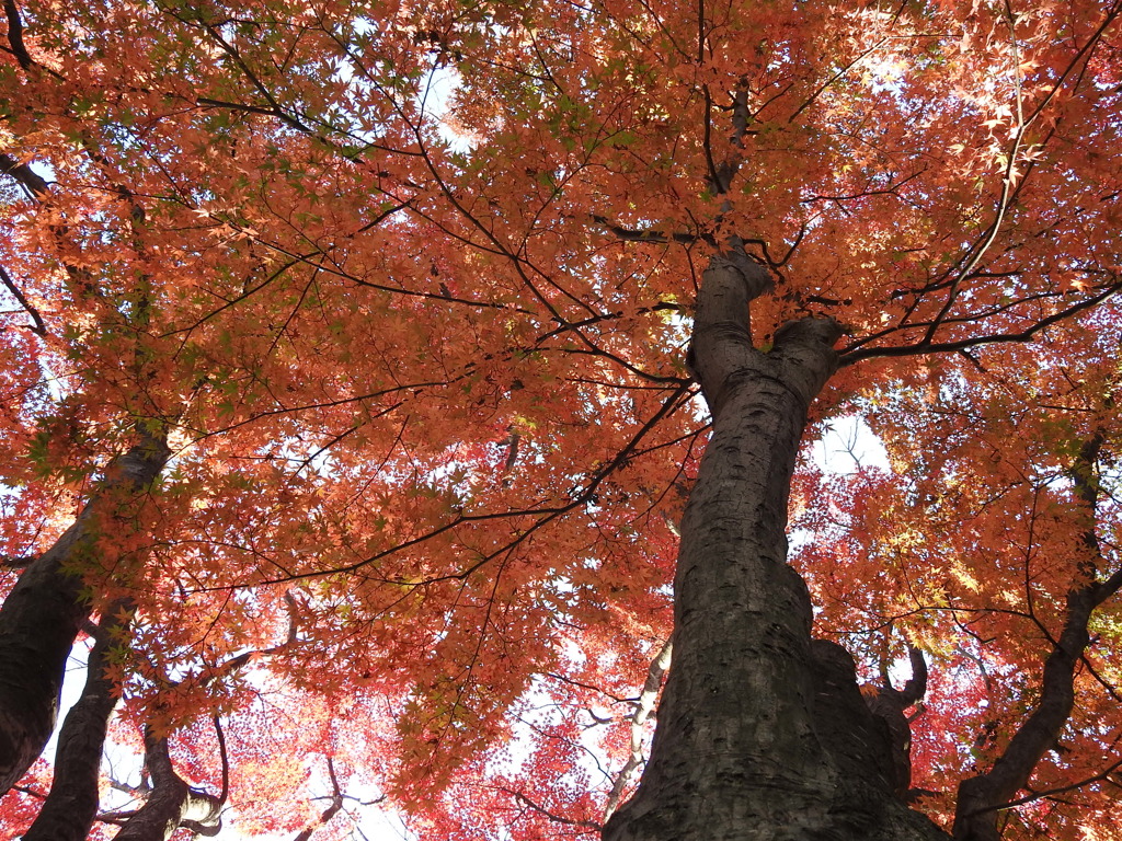 大山参道の紅葉-4