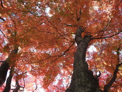 大山参道の紅葉-4