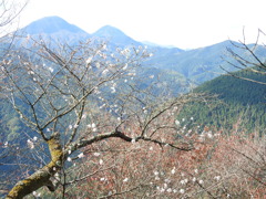 冬桜ｰ7