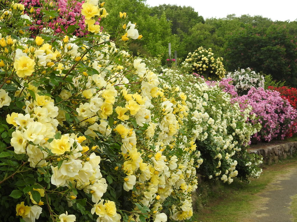 薔薇ｰ11