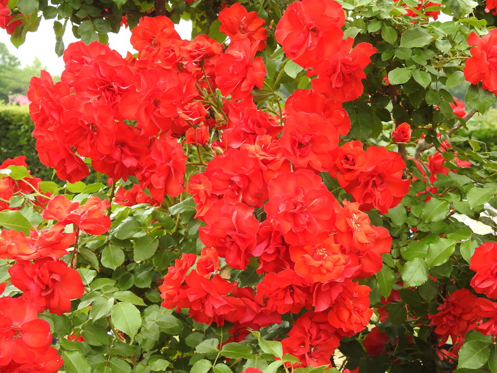 薔薇ｰ7