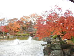桜山公園の紅葉-2