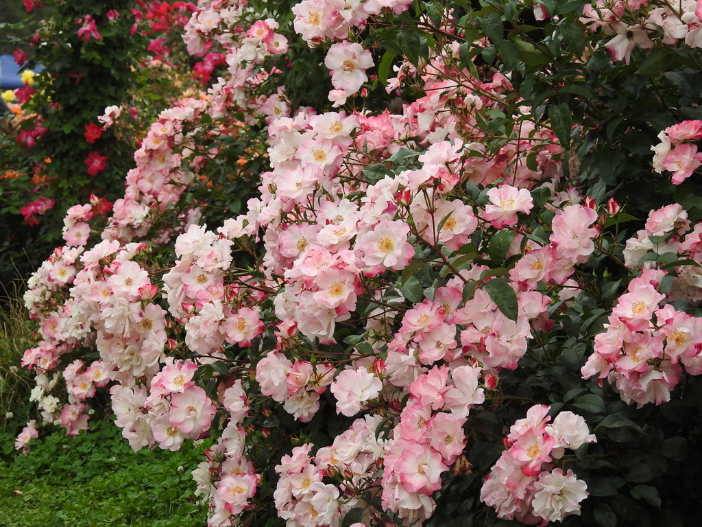 薔薇ｰ20