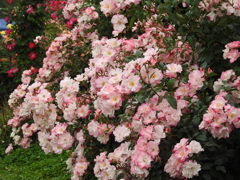 薔薇ｰ20