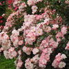 薔薇ｰ20