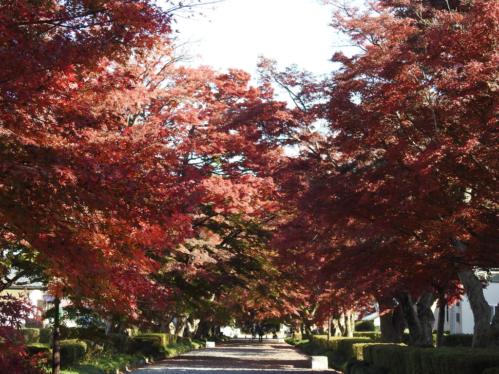 大山参道の紅葉-3