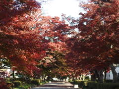 大山参道の紅葉-3