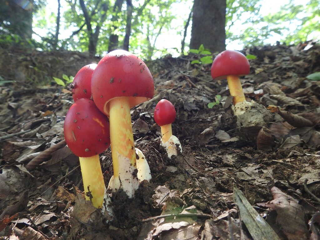 タマゴタケ