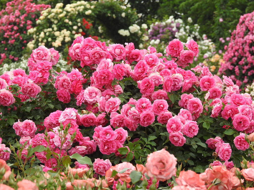 薔薇ｰ17