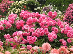 薔薇ｰ17