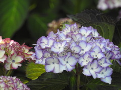 紫陽花ｰ14
