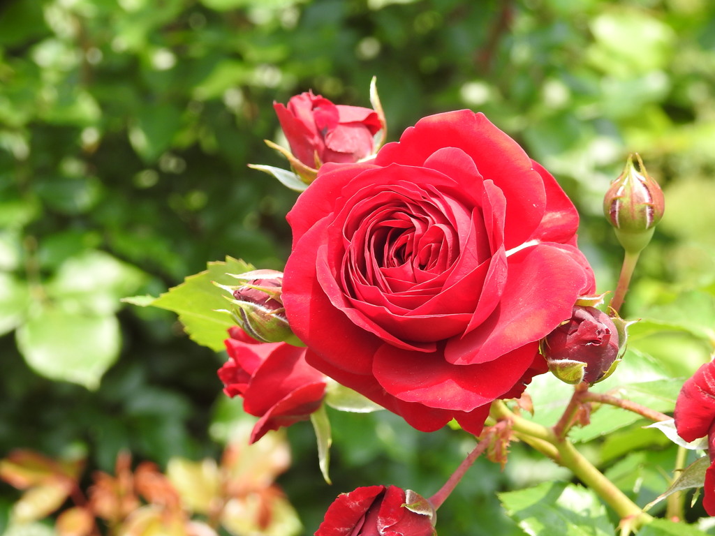 薔薇ｰ2