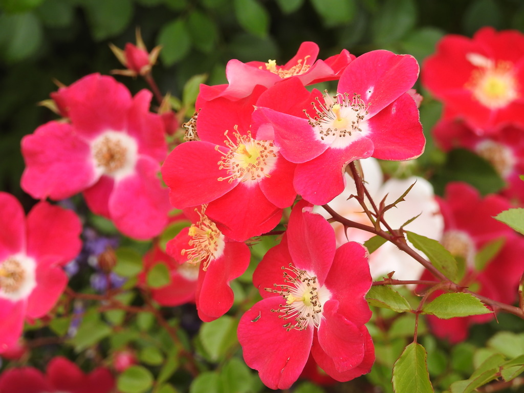 薔薇ｰ8