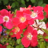 薔薇ｰ8