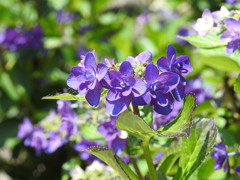 紫陽花ｰ12