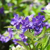 紫陽花ｰ12