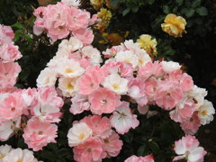 薔薇ｰ16