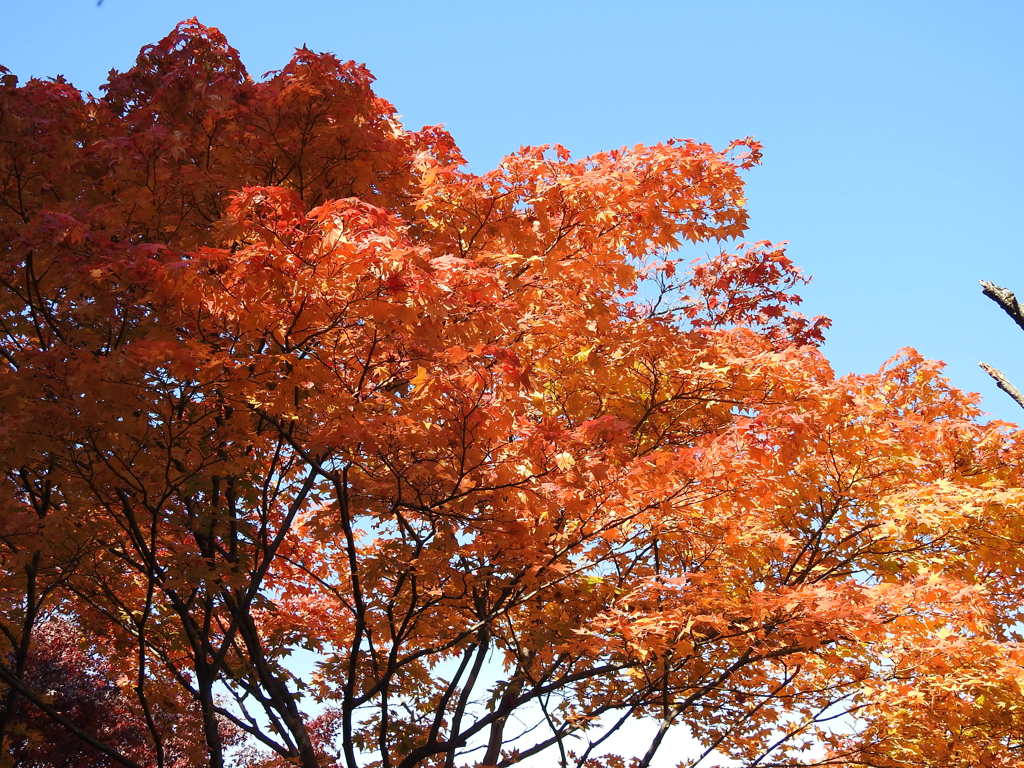 紅葉-10(唐沢山)