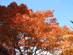 紅葉-10(唐沢山)
