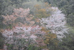 山桜-3