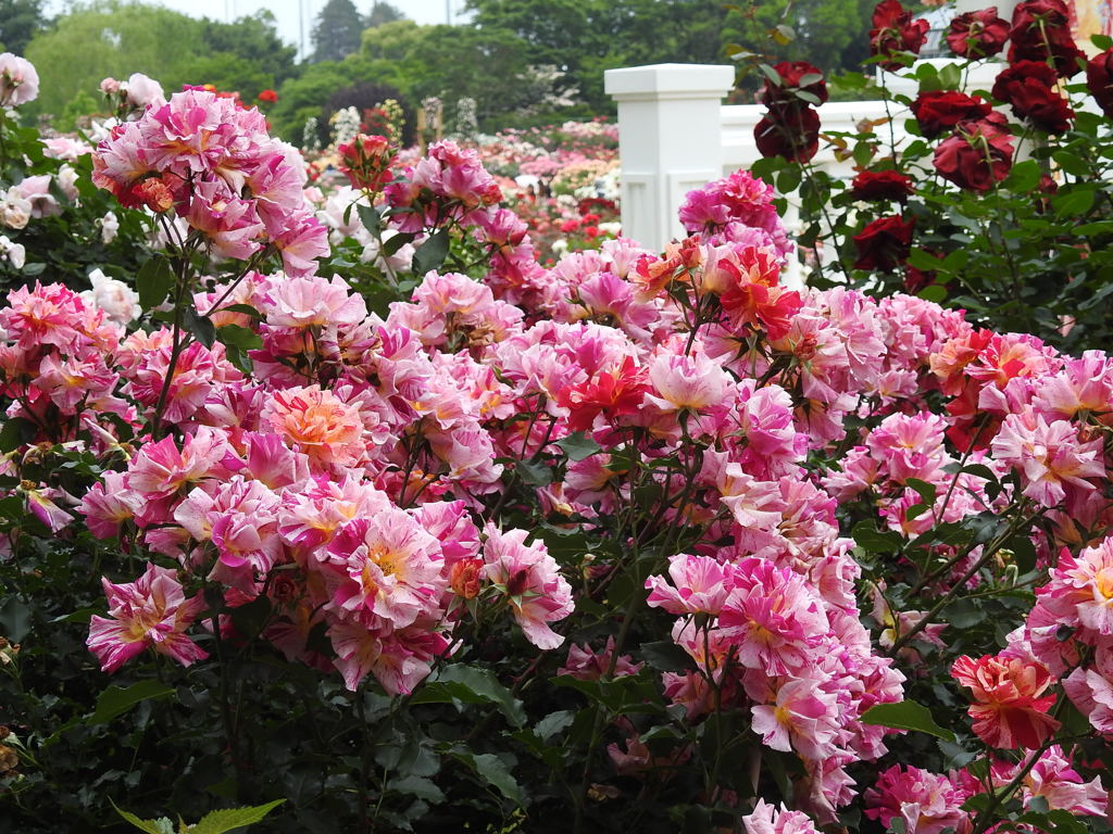 薔薇ｰ5