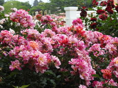 薔薇ｰ5