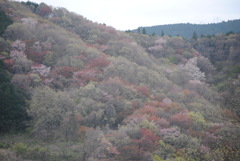 山桜-1