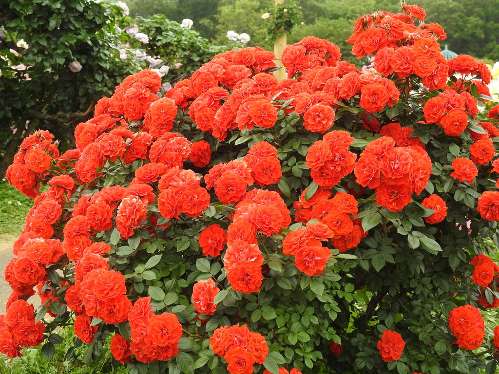 薔薇ｰ19