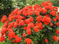 薔薇ｰ19