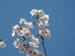 桜-4