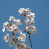 桜-4